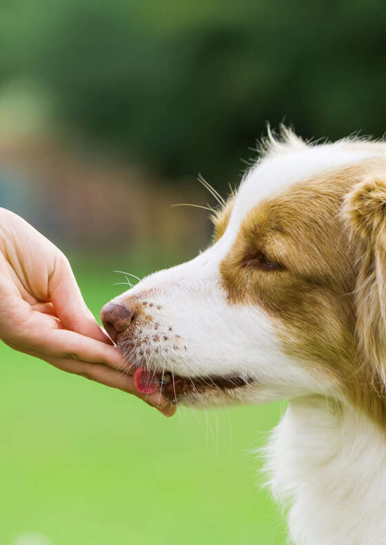 haustier hundeleckerlis banner c